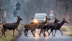 <p>Kawanan rusa menyeberang jalan di hutan wilayah Taunus dekat Frankfurt, Jerman. (AP) 