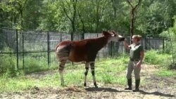 Herds of Endangered African Animals Find New Home in South Louisiana