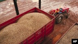 앨러바마 주에서 수확한 땅콩