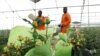 Kenya's Flower Producers Eye US Market