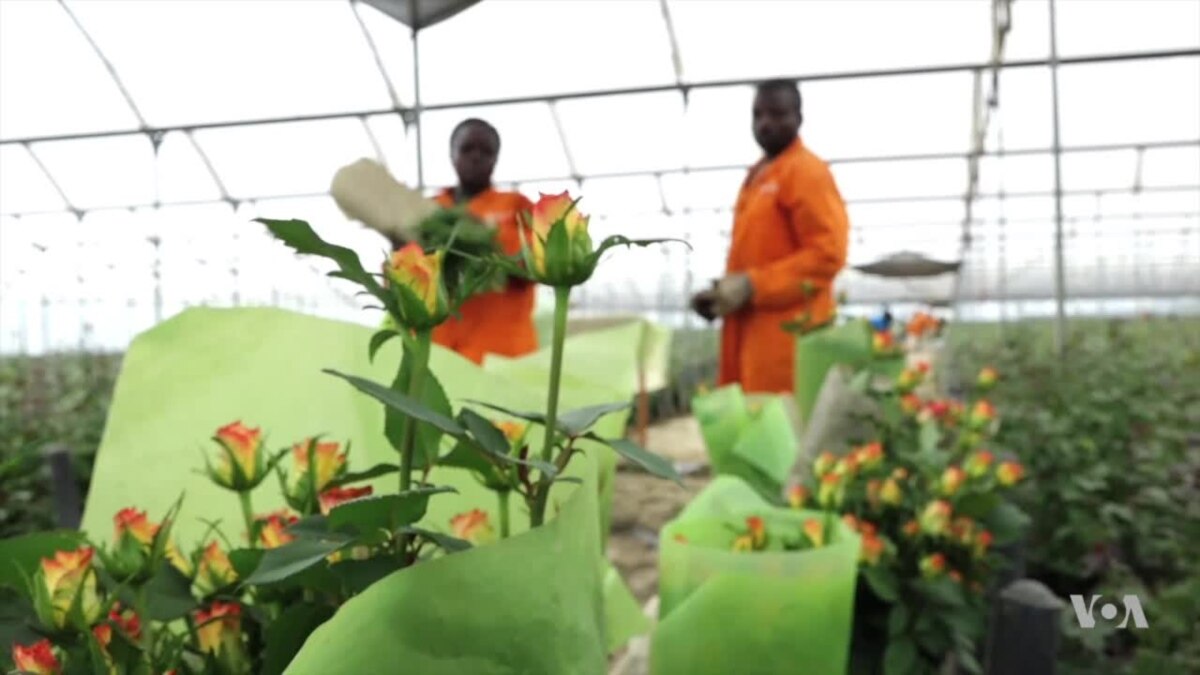 Kenya's Flower Industry Grows