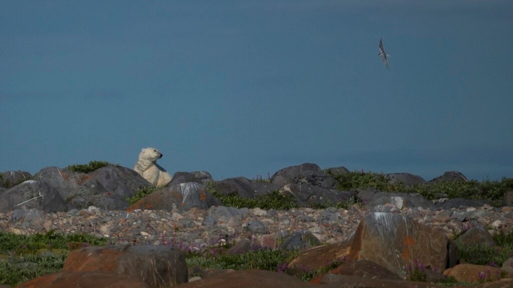 ‘A Great Situation:’ Canadian Town Lives with Polar Bears