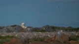 A polar bear stands near rocks, Tuesday, Aug. 6, 2024, in Churchill, Manitoba. (AP Photo/Joshua A. Bickel)