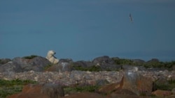 A polar bear stands near rocks, Tuesday, Aug. 6, 2024, in Churchill, Manitoba. (AP Photo/Joshua A. Bickel)