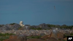 A polar bear stands near rocks, Tuesday, Aug. 6, 2024, in Churchill, Manitoba. (AP Photo/Joshua A. Bickel)