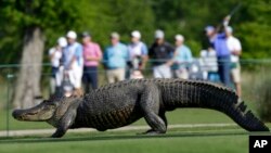 Un caimán cruza el campo de golf durante el PGA Tour Zurich Classic en Avondale, Luisiana en 2013.