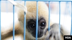 La policia tailandesa arrestó a un hombre de los Emiratos Árabes en conexión con el contrabando de animales, entre ellos este pequeño macaco de mejillas blancas de apenas tres meses.