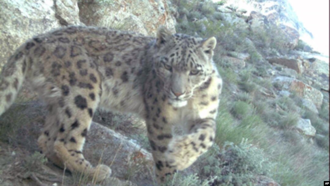 A snow leopard roams the mountainous region of northeastern Afghanistan. The rare cat was caught on camera by the Wildlife Conservation Society.