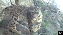 A snow leopard roams the mountainous region of northeastern Afghanistan. The rare cat was caught on camera by the Wildlife Conservation Society.