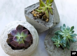 This July 7, 2019 photo shows small concrete planters in Strafford, N.H. Concrete planters can provide an industrial or rustic home for succulents and other small plants, and they're inexpensive and fairly easy to make. (AP Photo/Holly Ramer)