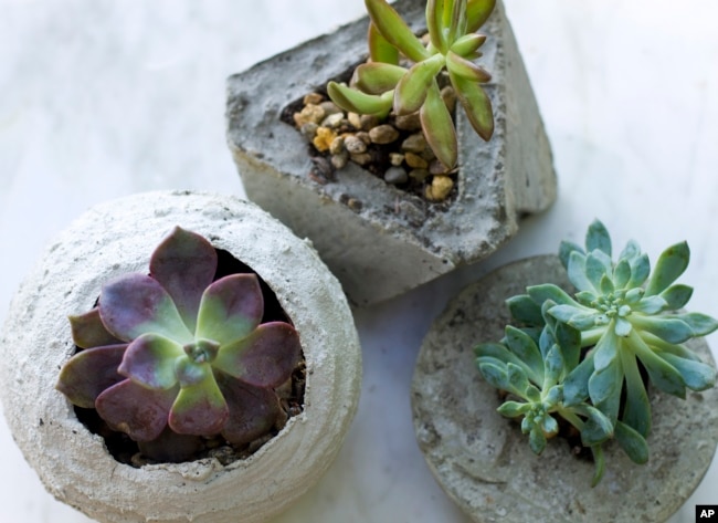 This July 7, 2019 photo shows small concrete planters in Strafford, N.H. Concrete planters can provide an industrial or rustic home for succulents and other small plants, and they're inexpensive and fairly easy to make. (AP Photo/Holly Ramer)