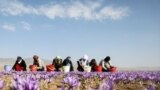 برداشت زعفران در تربت حیدریه، خراسان ایران. این زعفران به ۴۵ کشور جهان صادر می شود.<br />
عکس: سعید گلی
