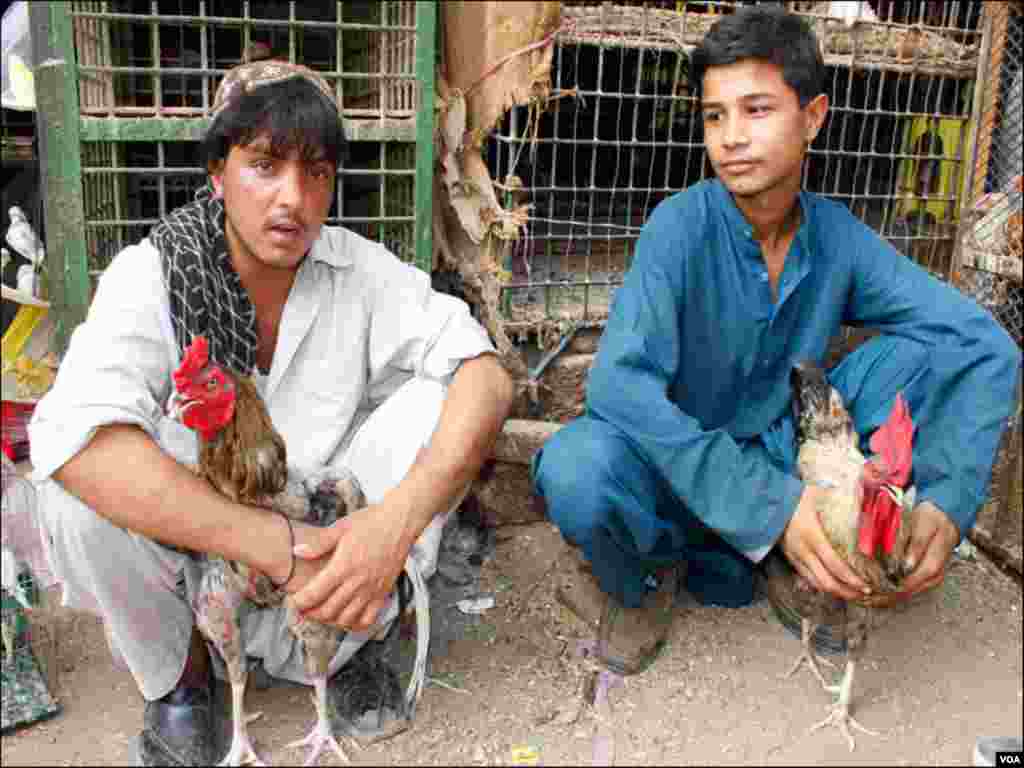 دو نوجوان اتوار کے روز پرندہ مارکیٹ میں اپنے مرغے فروخت کرنے کیلئے بیٹھے ہیں