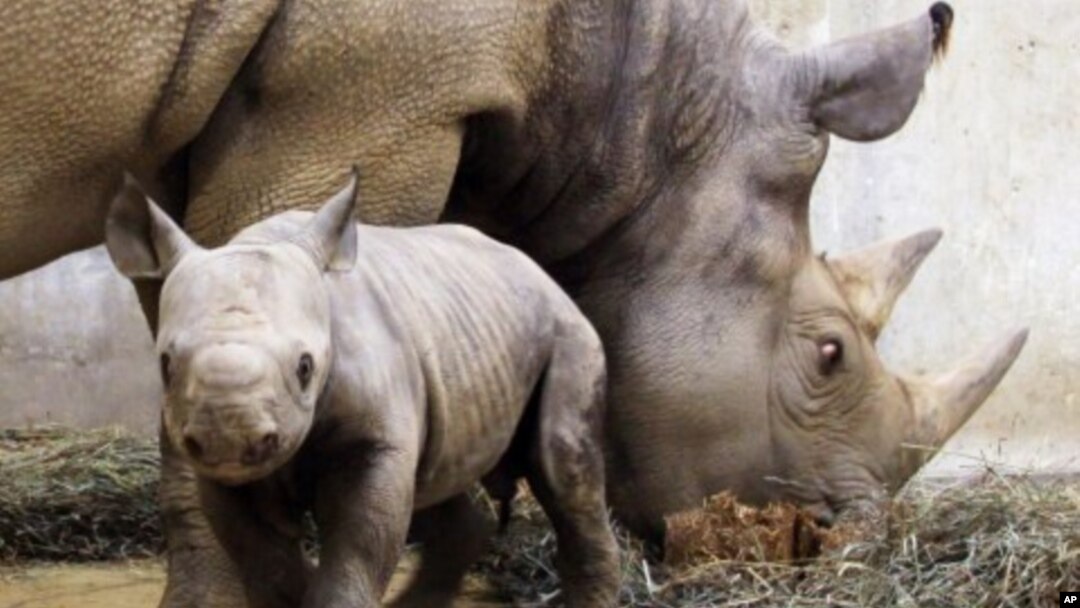 Empat badak bercula ditembak dan diambil culanya di Taman Nasional Kaziranga, Assam, India. (Foto: Dok)