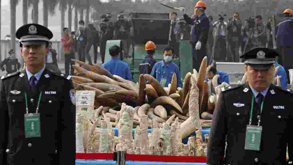 CHINA &nbsp; Customs officers guard six tons of illegal ivory about to be crushed in Dongguan, southern Guangdong province, China Monday, in January, 2014. The move was a global signal that Beijing seeks to discourage comsumers in the world&#39;s largest ivory market.