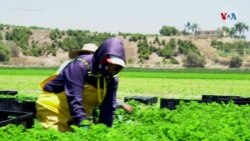 Sindicato agrícola exige priorizar a trabajadores del campo para vacuna contra COVID-19