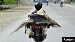 Un pécheur porte un requin sur sa moto à Padang, West Sumatra, Indonésie, 25 août 2016