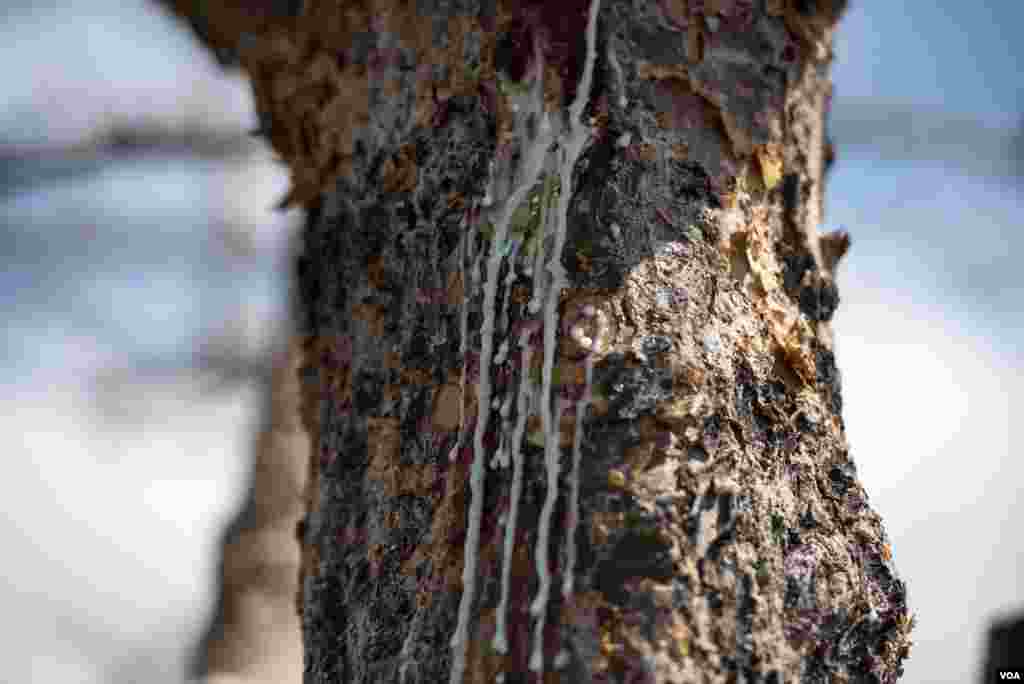 Frankincense resin seeps out of a frankincense tree near the village of Mader Moge, Aug. 4, 2016. (J.Patinkin/VOA)