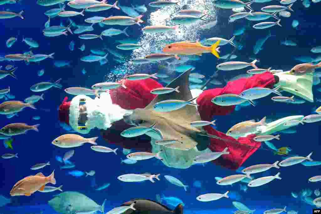 A diver dressed in a Santa Claus costume swims with fish during a promotional Christmas show at Sunshine Aquarium in Tokyo.