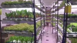 Entrepreneurs Turning to Hydroponic Farming