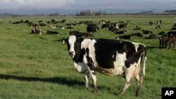 FILE - Dairy cows graze on a farm near Oxford, New Zealand, on Oct. 8, 2018. New Zealand scientists are coming up with some surprising solutions for how to reduce methane emissions from farm animals. (AP Photo/Mark Baker, File)