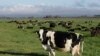 Krave u New Zealandu 
