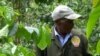 New Challenges Force Kenya Farmers to Replace Coffee Crop