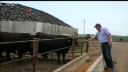 Produsen Daging Sapi AS Bidik Pasar China