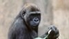 Genome Shows Humans More Gorilla-like than Thought