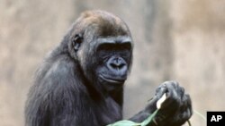 Kamilah, a 34-year old female lowland gorilla who lives in the San Diego Zoo, is the first gorilla to have her genome sequenced. 