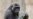 Genome Shows Humans More Gorilla-like than Thought