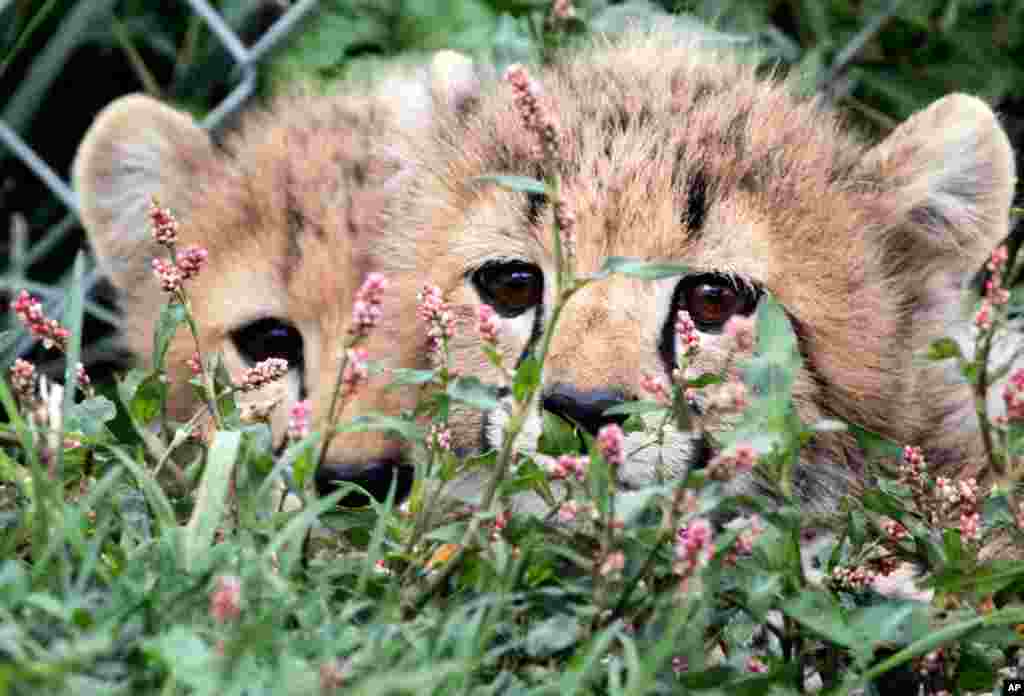 August 31: Two cheetah cubs peek through wild flowers at the Smithsonian Conservation Biology Institute in Front Royal, Virginia.  The five cubs in the litter are 13-weeks-old. (AP Photo/Jacquelyn Martin)