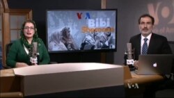 بي بي شیرینه – د ډیوه ریډیو په ټی وي خپرونه