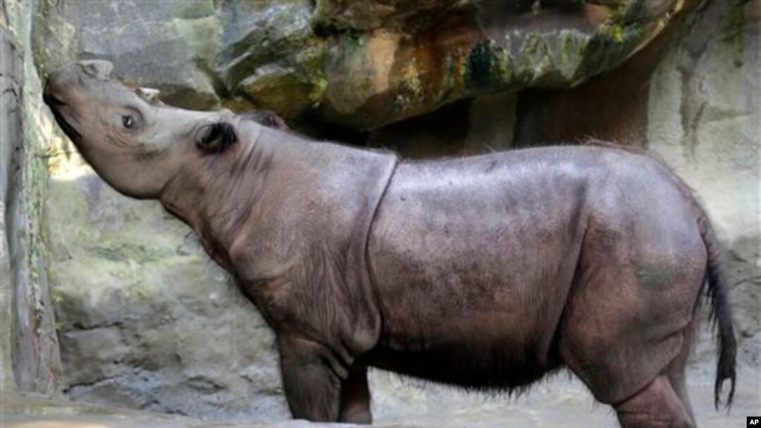 Suci, badak Sumatra betina, di Kebun Binatang Cincinnati di negara bagian Ohio (17/7). (AP/Al Behrman)