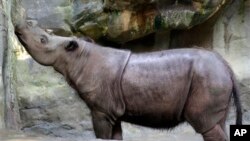 Suci, badak Sumatra betina, di Kebun Binatang Cincinnati di negara bagian Ohio (17/7). (AP/Al Behrman)