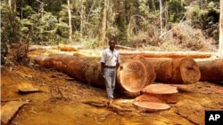 Un homme debout dans une clairière de la forêt tropicale au Cameroun, en Afrique, photo non datée. 