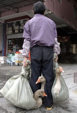 FILE - A Chinese man carries sacks containing geese at a live-animal market in Guangzhou, Southern China, Jan. 6, 2004.