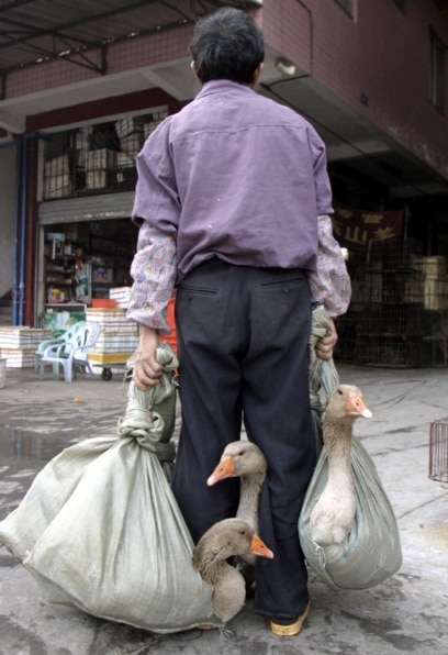 Exposé: Suffering and Disease in Asian Live-Animal Markets