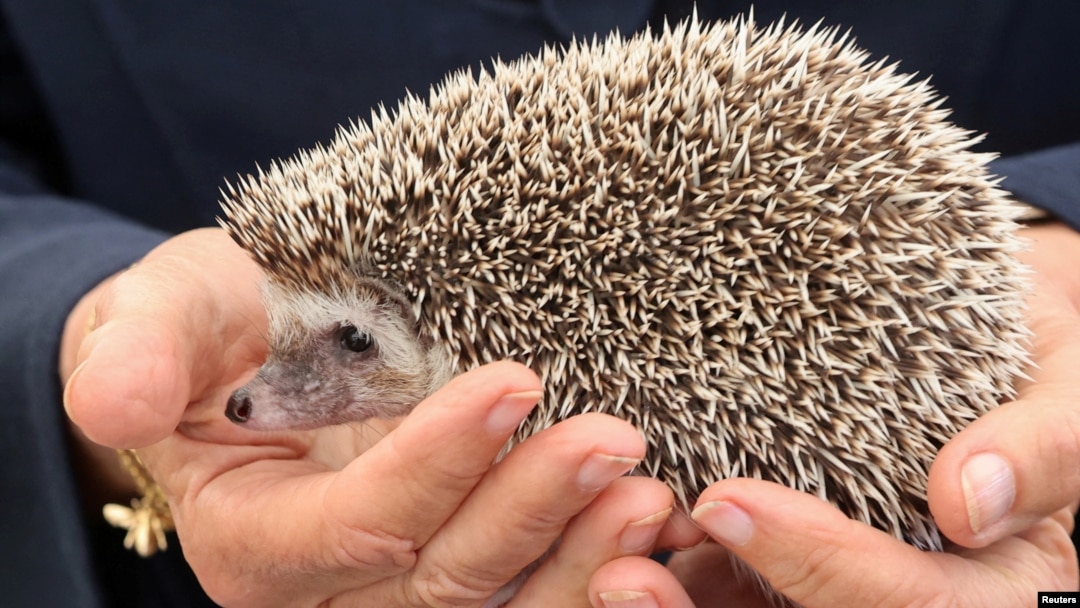 FILE - Britain's Camilla, Duchess of Cornwall holds a hedgehog during a visit to The Great Yorkshire Show in Harrogate, Britain July 15, 2021. 
