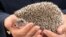 FILE - Britain's Camilla, Duchess of Cornwall holds a hedgehog during a visit to The Great Yorkshire Show in Harrogate, Britain July 15, 2021. 