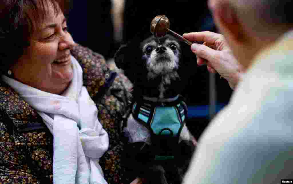 A priest blesses a dog at San Anton Church during celebrations on the feast of Spain&#39;s patron saint of animals, Saint Anthony, in Madrid, Spain.