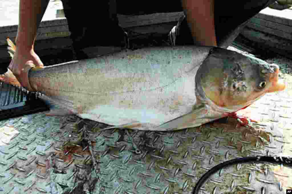 Asian carp are threatening to enter the Great Lakes basin through the Chicago and Sanitary Ship Canal - a man-made canal which links the two basins. (T. Lawrence, Great Lakes Fishery Commission)