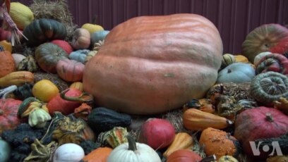 走进美国 美国秋季最受欢迎的南瓜节