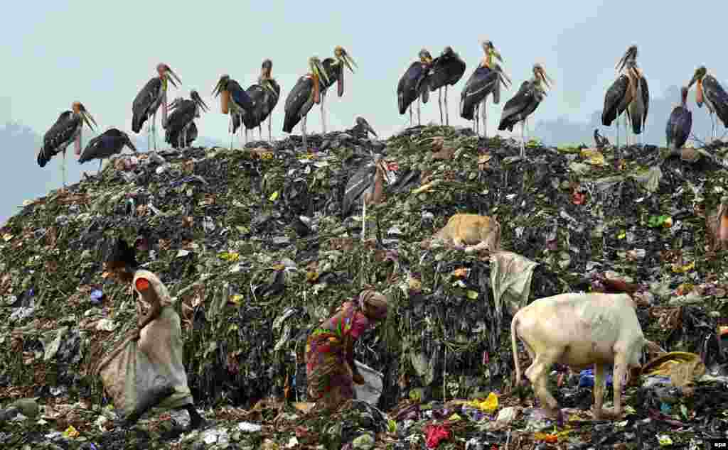 Greater adjutant storks sit on garbage as waste pickers collect any usable goods from a garbage dumping site on the eve of the World Environment Day on the outskirts of Guwahati city, Assam, India, June 4, 2016.