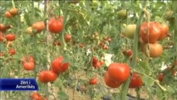 Berat, kultivimi i domateve në rritje