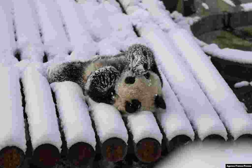 Seekor panda bermain di kandangnya setelah hujan salju melanda Xian, provinsi Shaanxi, China utara. (Foto: AFP)