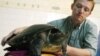 Cambodian Royal Turtle Nearly Extinct, Less Than 10 in Wild
