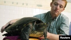 FILE - Wildlife Conservation Society Field Veterinarian Martin Gilbert from Britain holds an extremely rare Cambodian 'royal' turtle at his house in Phnom Penh on July 21,2005.