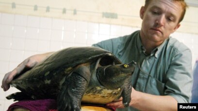 did a teacher feed a puppy to a turtle