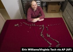 In this March 28, 2019 photo provided by Virginia Tech, Sterling Nesbitt, an Assistant Professor of Geobiology, sits next to the fossilized bones of Suskityrannus hazelae, a miniature adult Tyrannosaurus dinosaur relative, in Blacksburg, Virginia.